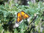 Butterfly at Bootjack Mountain – 100_2759